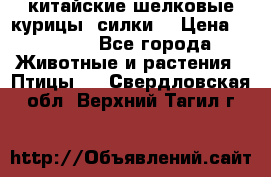китайские шелковые курицы (силки) › Цена ­ 2 500 - Все города Животные и растения » Птицы   . Свердловская обл.,Верхний Тагил г.